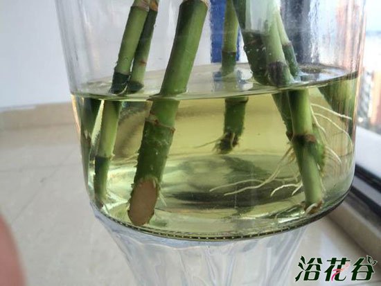 水培富贵竹烂根怎么办