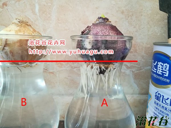 水培<a href='https://www.861230.com/guanhuazhiwu/7.html' target='_blank'><u>风信子</u></a>的水位高度多少合适