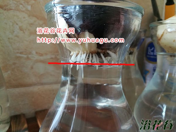 水培<a href='https://www.861230.com/guanhuazhiwu/7.html' target='_blank'><u>风信子</u></a>的水位高度多少合适