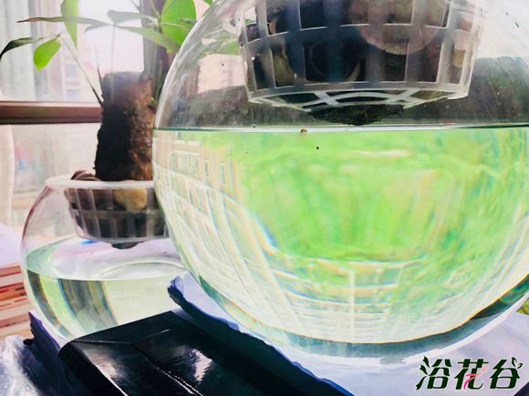 发财树水培