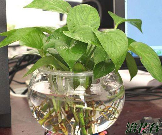 绿箩水培