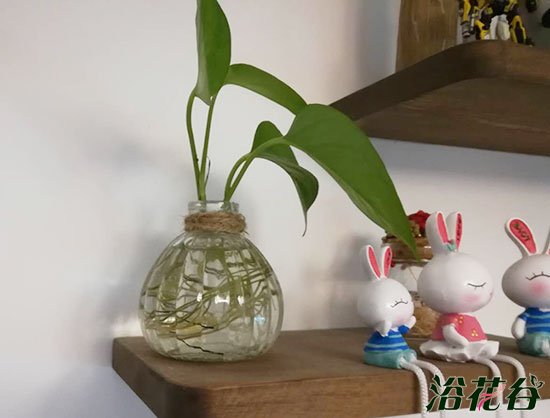绿箩水培