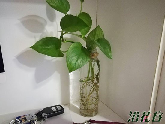 绿箩水培