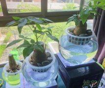 发财树水培生根过程（图片欣赏）