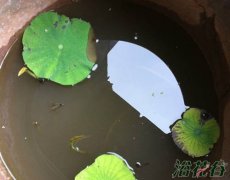 养碗莲的水为什么总混