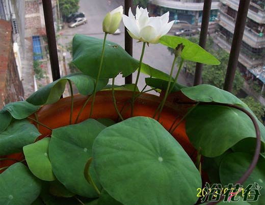 碗莲种子当年能开花吗