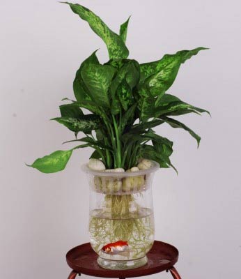 水培植物怎么养