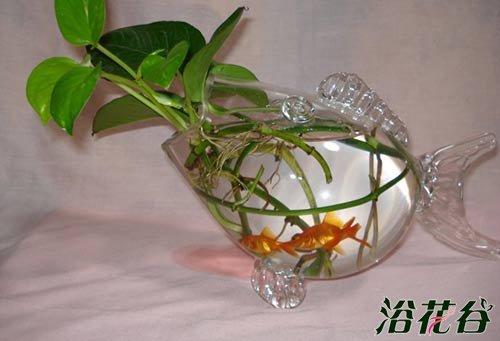 水培植物里养鱼