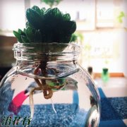玉露可以水培吗