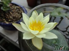 睡莲海尔芙拉花期
