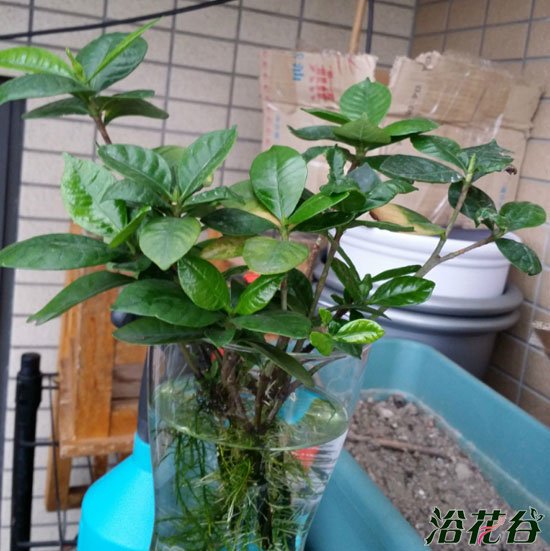 <a href='https://www.861230.com/guanhuazhiwu/11.html' target='_blank'><u>栀子花</u></a>水培方法（开花全过程）