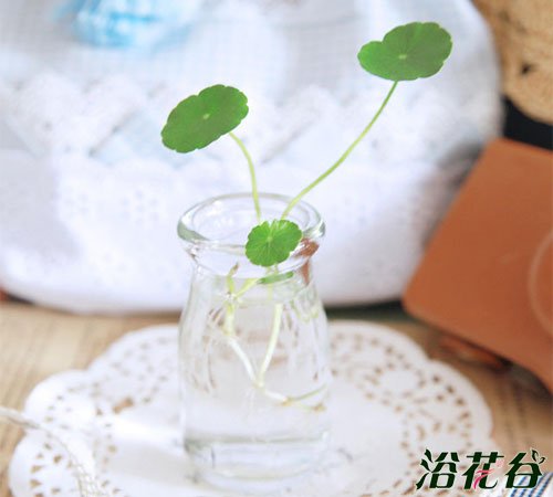 铜钱草怎么水培