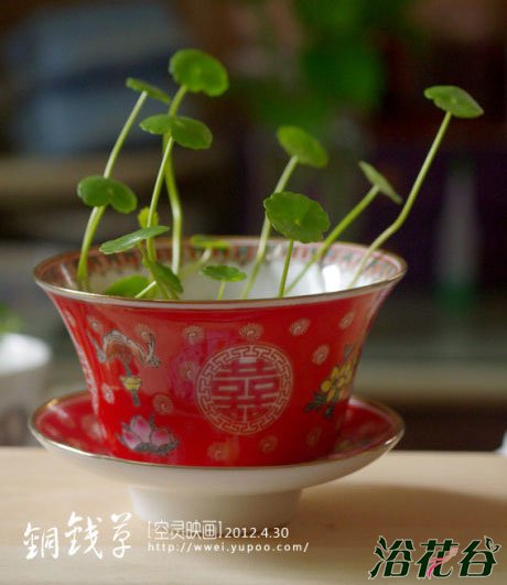 铜钱草怎么水培