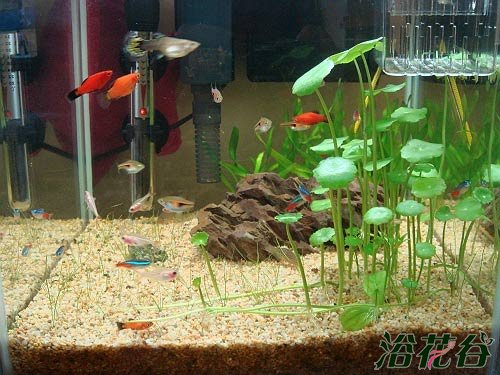 铜钱草可以放鱼缸里吗(图)
