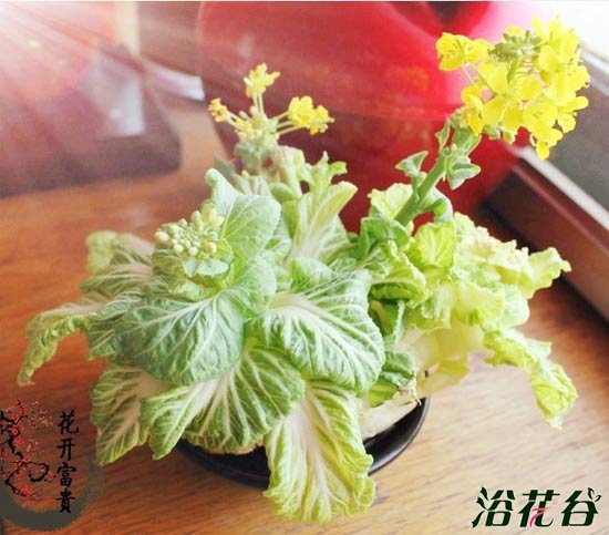 白菜根盆栽(多图)