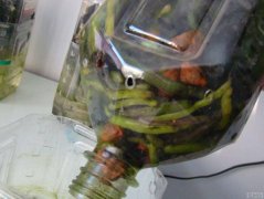 半水培的蝴蝶兰(改良)