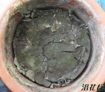 碗莲如何翻盆 碗莲翻盆记录(图)