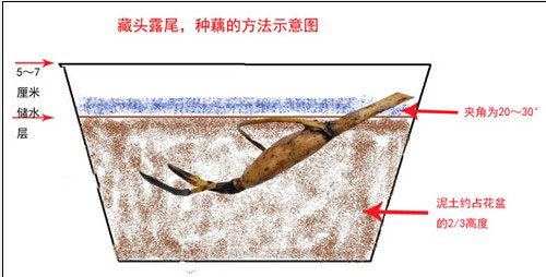 碗莲如何翻盆 碗莲翻盆记录(图)