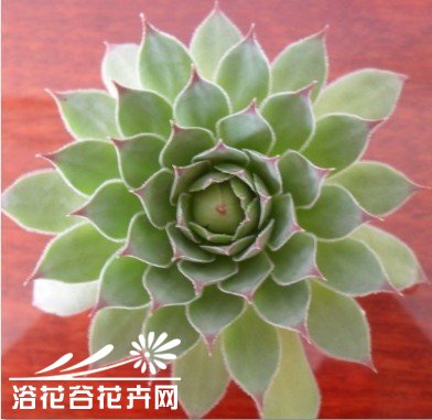 花友带您水培观音莲