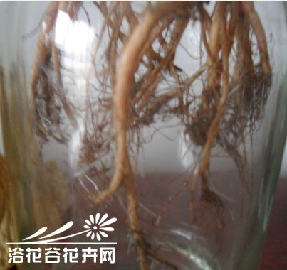 花友带您水培观音莲