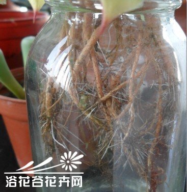 花友带您水培观音莲