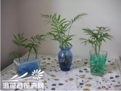 家庭水培（养）花卉常见问题解答