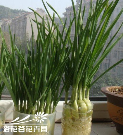 水培大蒜全程种植指南