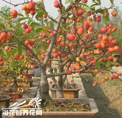 冬红果的养护方法