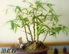 佛肚竹盆景的制作与养护