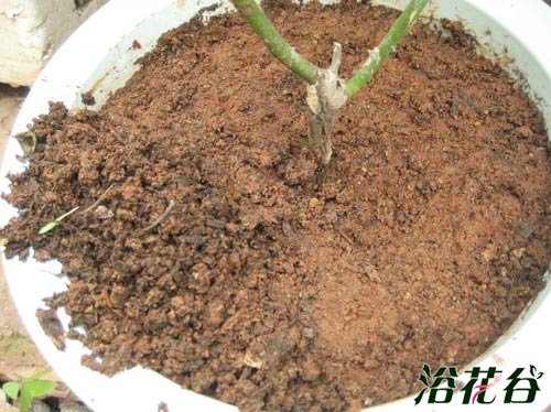 盆景苔藓制作图解