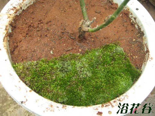 盆景苔藓制作图解