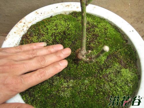 盆景苔藓制作图解
