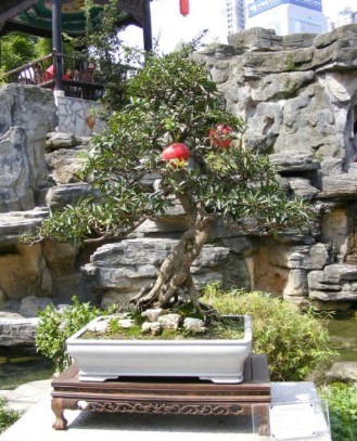 李子盆景的栽培