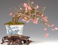 梅花盆景养护与观赏