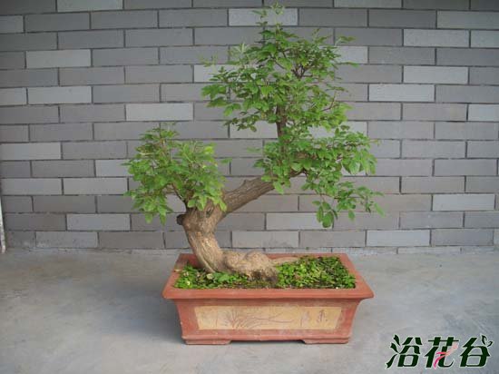黄荆盆景制作方法