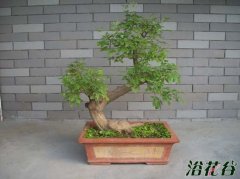 黄荆盆景制作方法