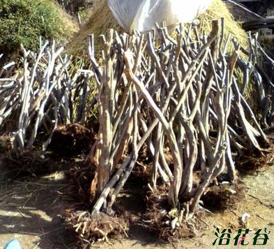 <a href='https://www.861230.com/guanhuazhiwu/31.html' target='_blank'><u>映山红</u></a>下山桩养护