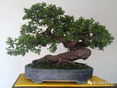 盆景脱衣换锦是什么意思|图文