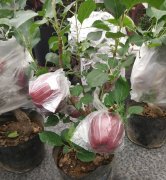 盆栽苹果树苗种植技巧