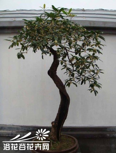 日香桂盆景的快速培植
