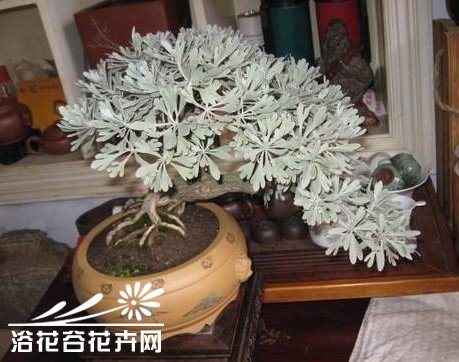 雪艾盆景的制作与管理
