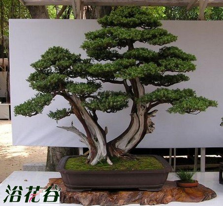 刺柏的盆景制作技术