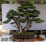 刺柏的盆景制作技术