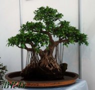 如何防治榕树盆景落叶