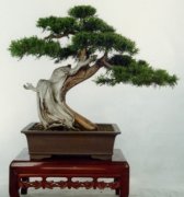 翠蓝柏盆景制作