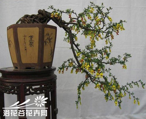 金雀花盆景的制作方法