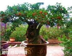 盆栽桂花不易开花是什么原因，如何解决？