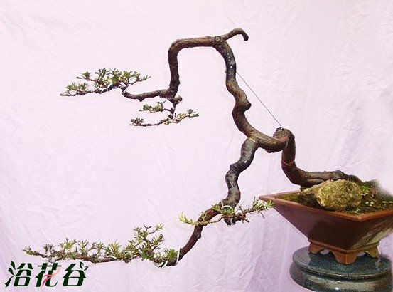 盆景树干清理技术