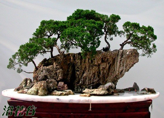山石盆景防护四防
