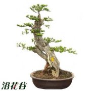 水杨梅盆景的栽培与养护